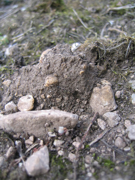 Lygaeidae. È più difficile determinarli... o vederli ?